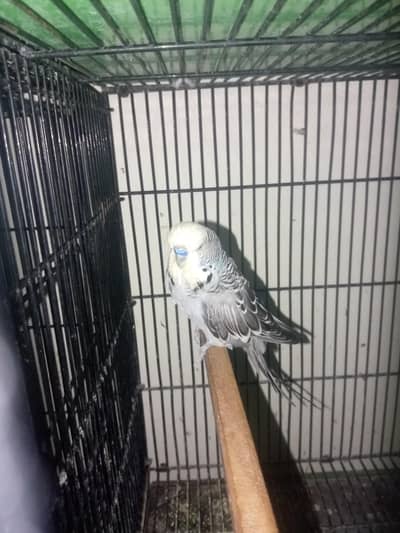 healthy active breeder male if exhibition