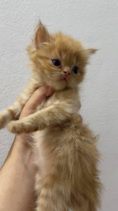Persian cat available, healthy and beautiful