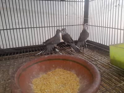 Dove pair