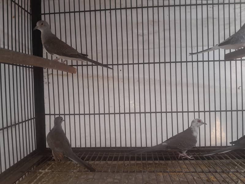Dove pair 1