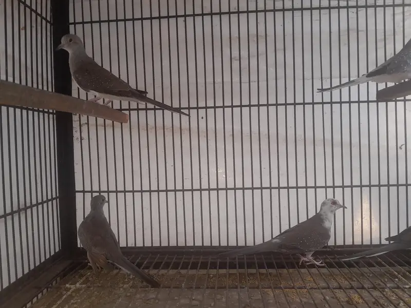 Dove pair — photo 2