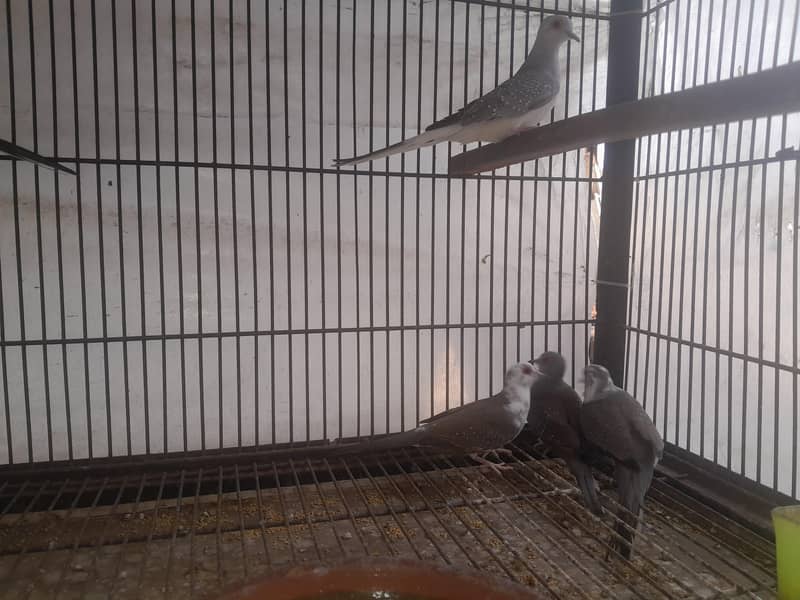 Dove pair 2