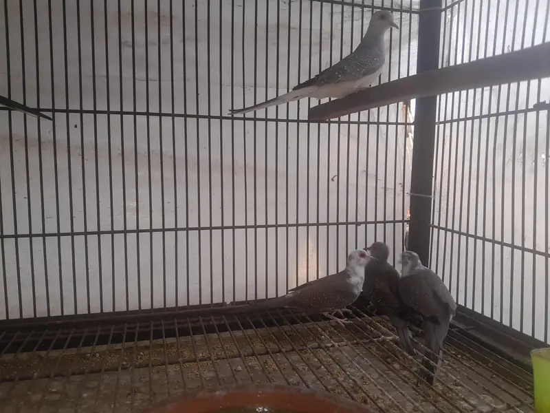 Dove pair — photo 3