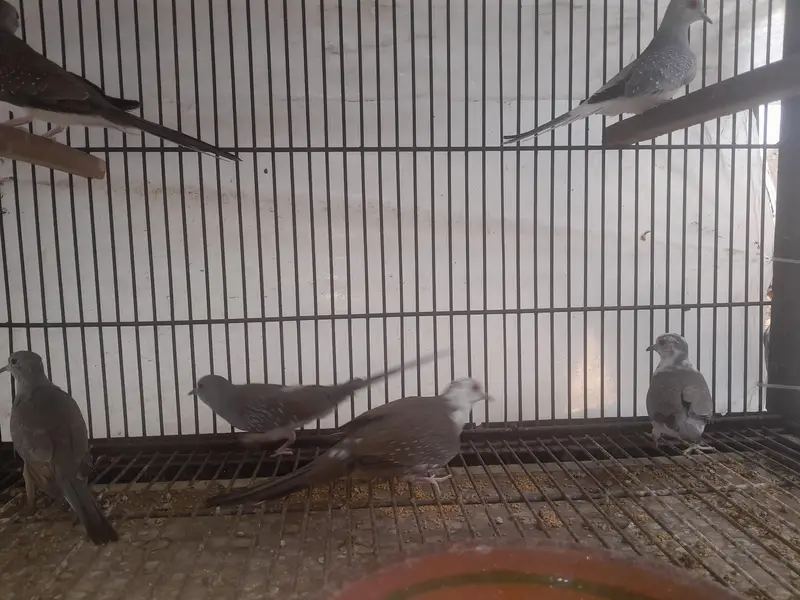 Dove pair — photo 4