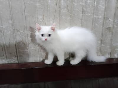 Persian cat sirf serious log contact kre