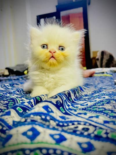 triple coated kittens for booking. . .