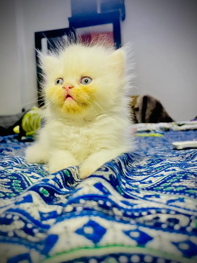 triple coated kittens for booking. . . — photo 2