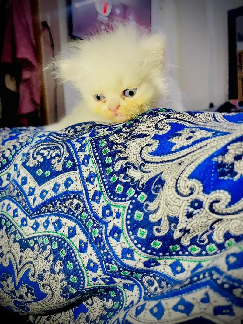 triple coated kittens for booking. . . — photo 4