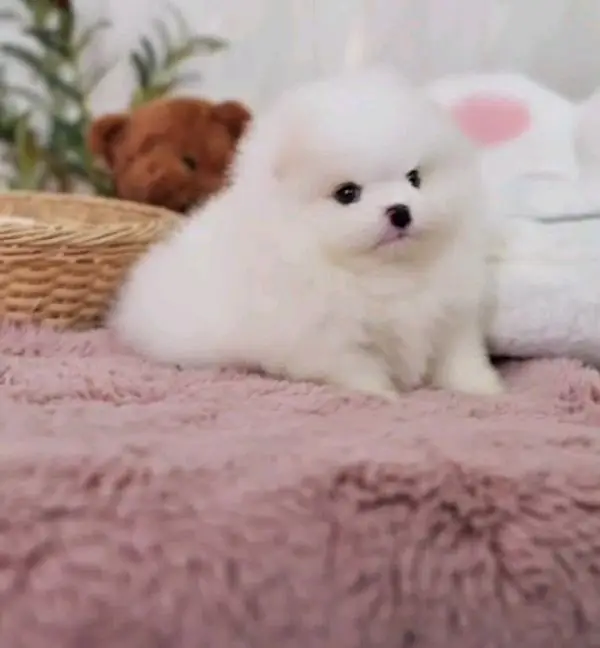 Pomeranian male and female puppies dog for sale — photo 2