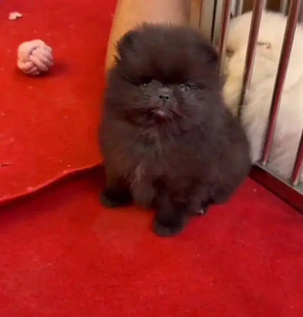 Pomeranian male and female puppies dog for sale — photo 4