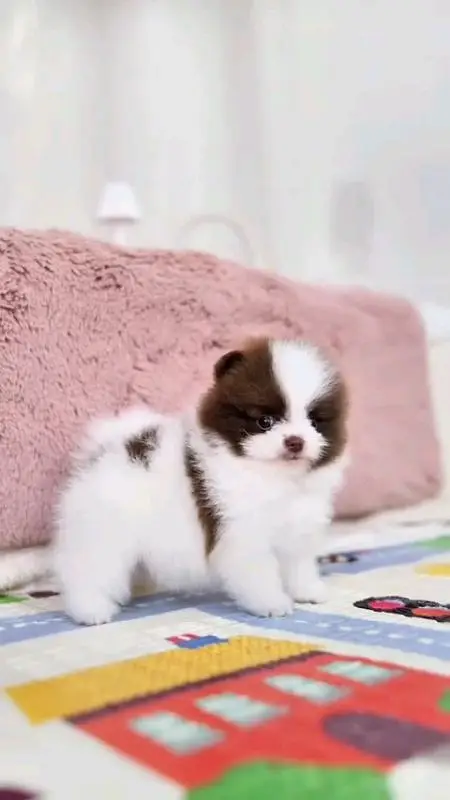 Pomeranian male and female puppies dog for sale — photo 5