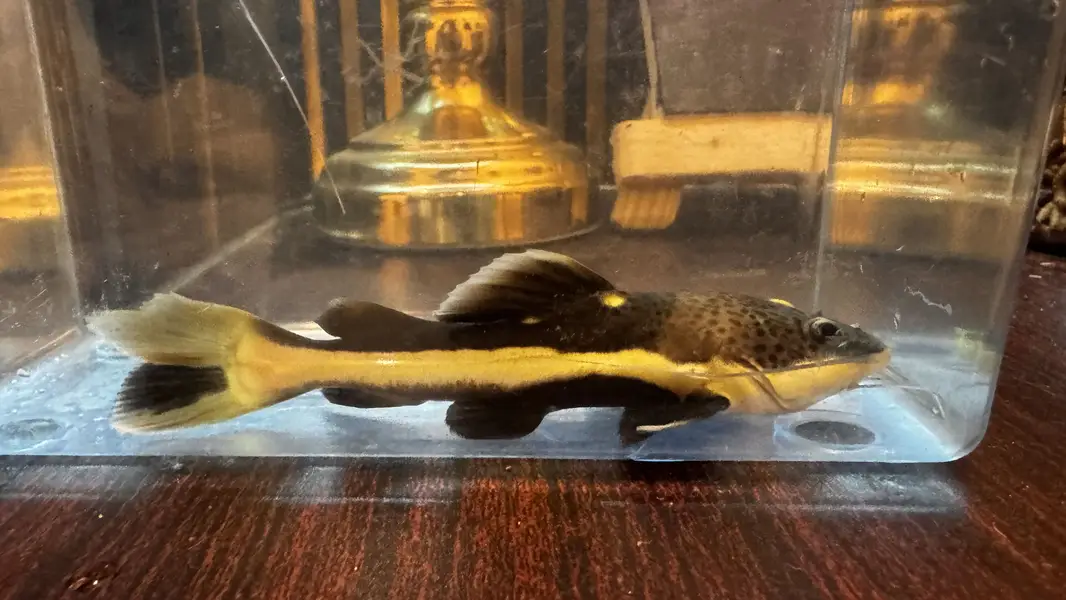 Oscars — photo 10