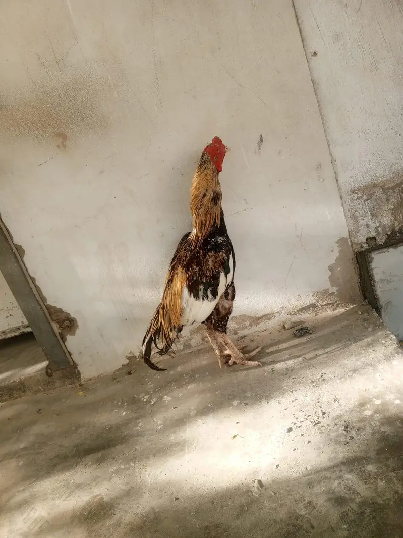 Aseel murgha — photo 7