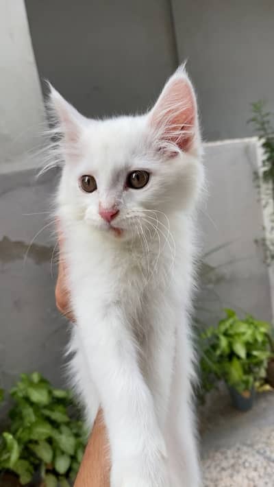 White Cat Persian Triple Coat