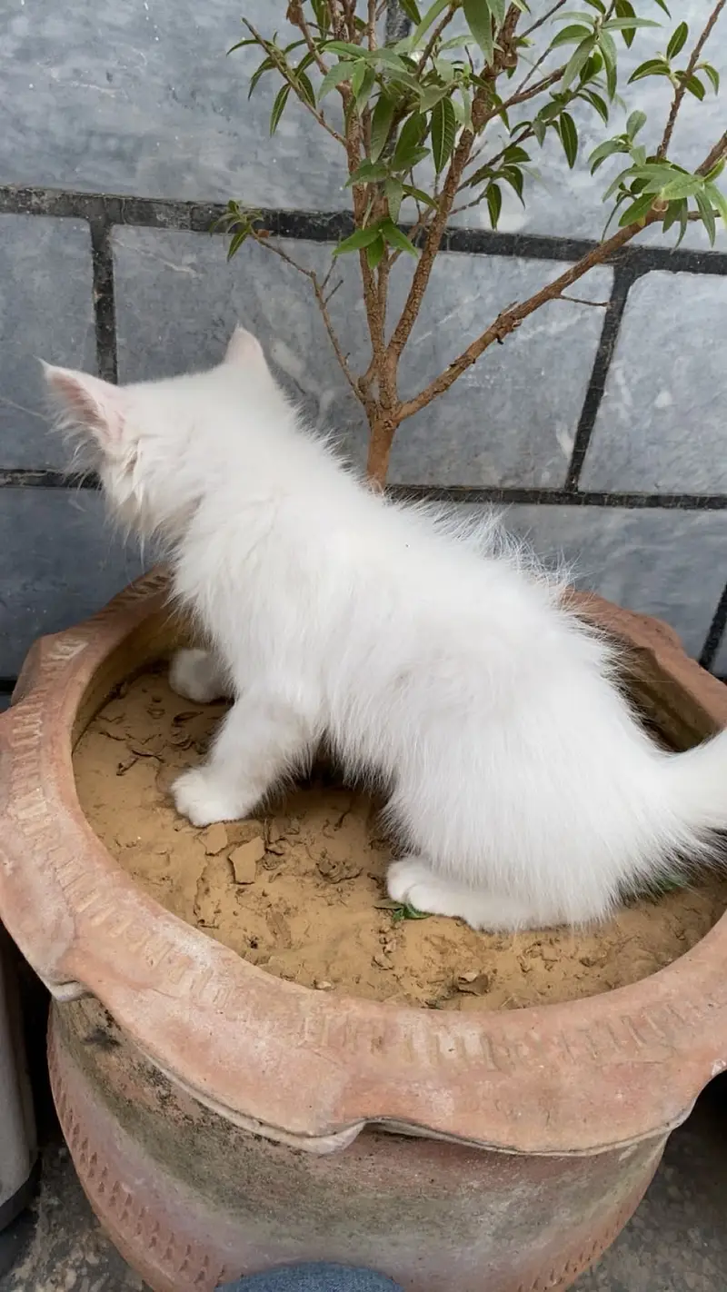 White Cat Persian Triple Coat — photo 2
