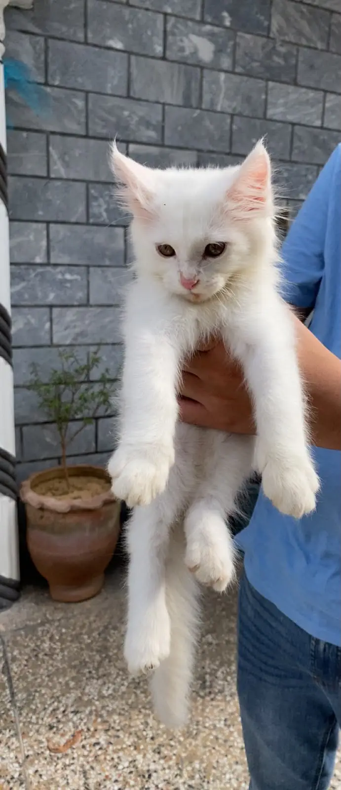 White Cat Persian Triple Coat — photo 3