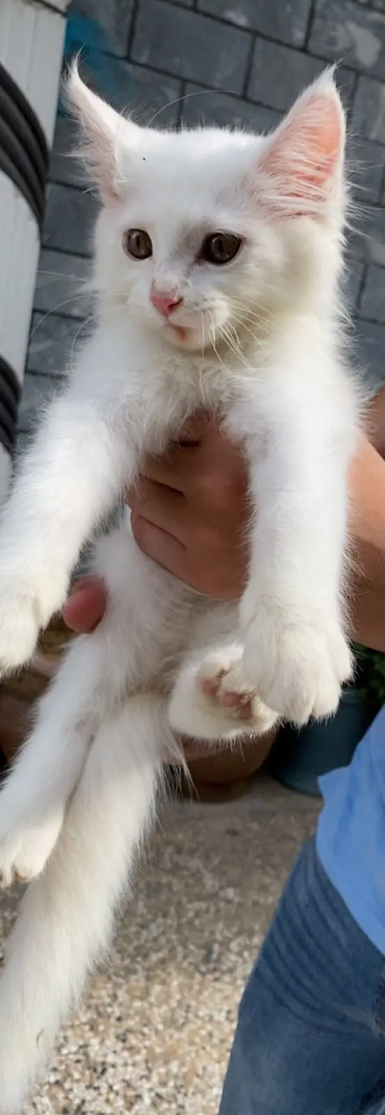 White Cat Persian Triple Coat — photo 4