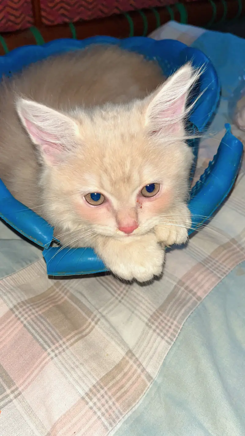 Cute Persian Cat for Sale 