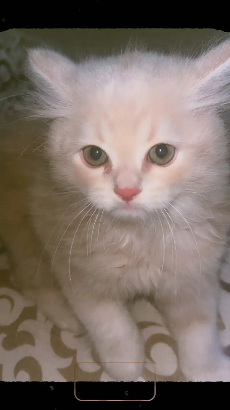 Cute Persian Cat for Sale  — photo 2