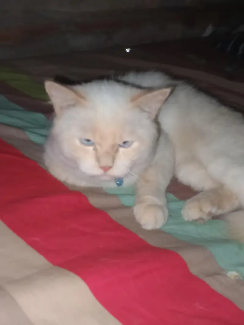 male cat