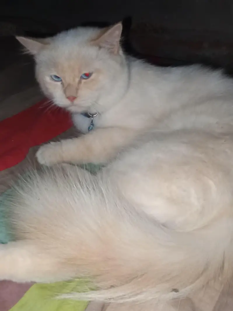male cat — photo 2
