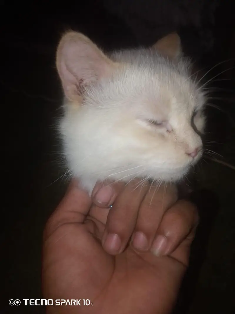 male cat — photo 3