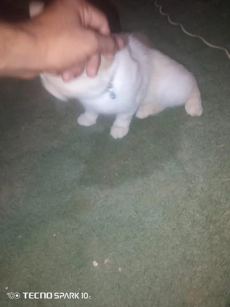 male cat — photo 4