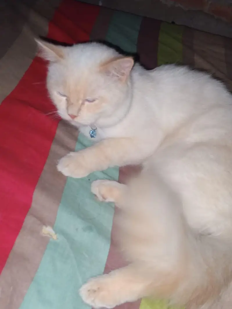male cat — photo 5