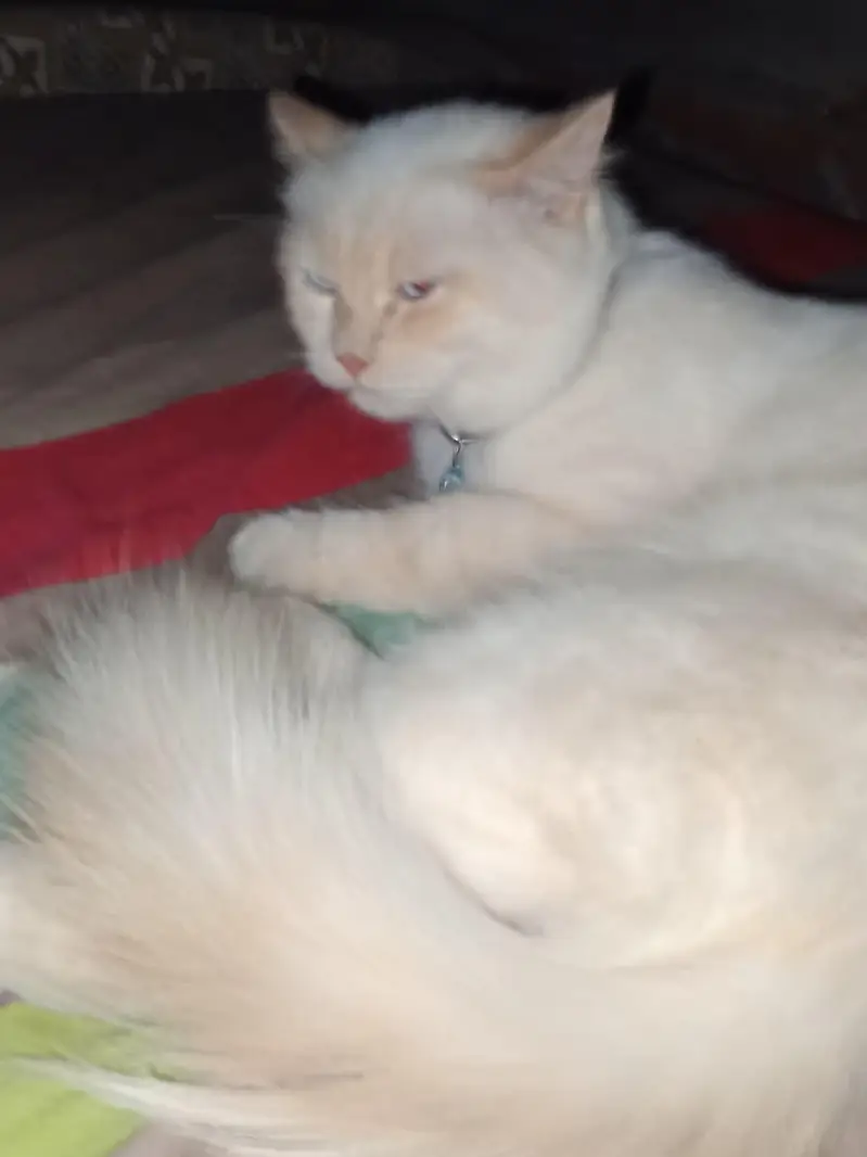 male cat — photo 6