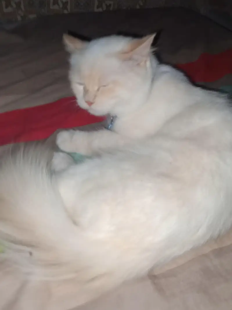 male cat — photo 7