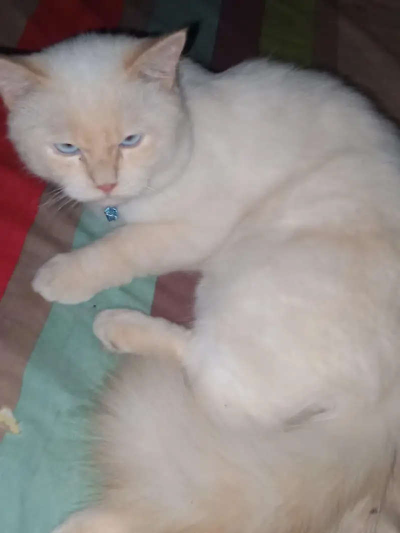 male cat — photo 8