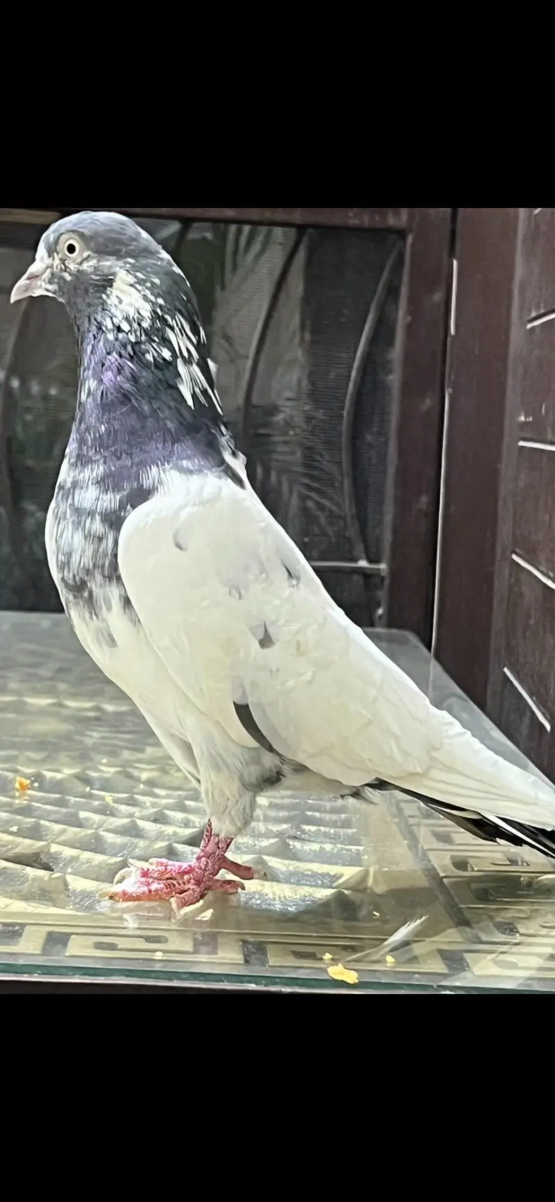 Teddy pure CH sab waly Breeder pair A+ Quality