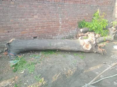 plant for sale