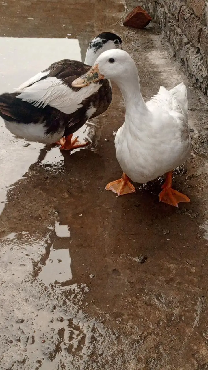 2 female ducks and 1 male duck for sale egg laying