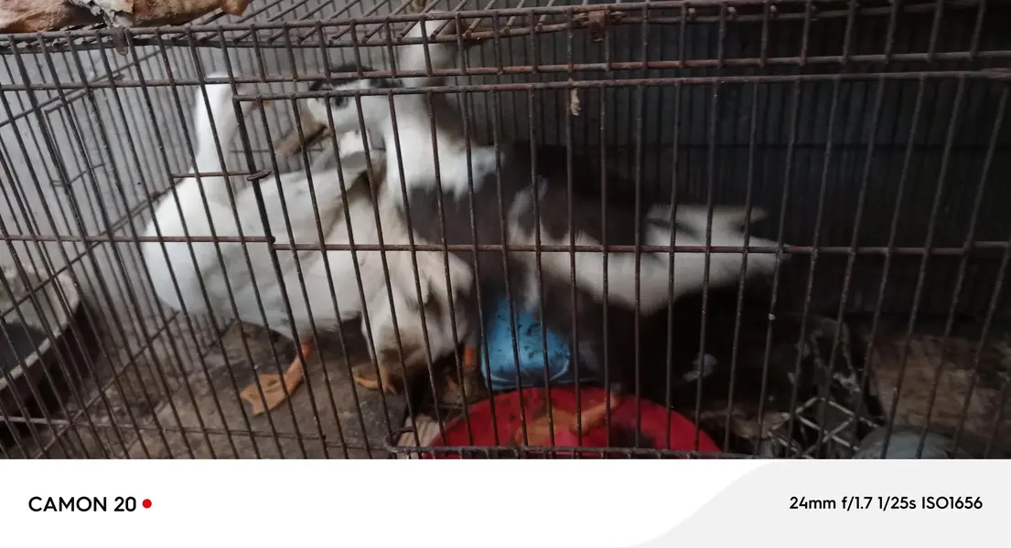2 female ducks and 1 male duck for sale egg laying — photo 2