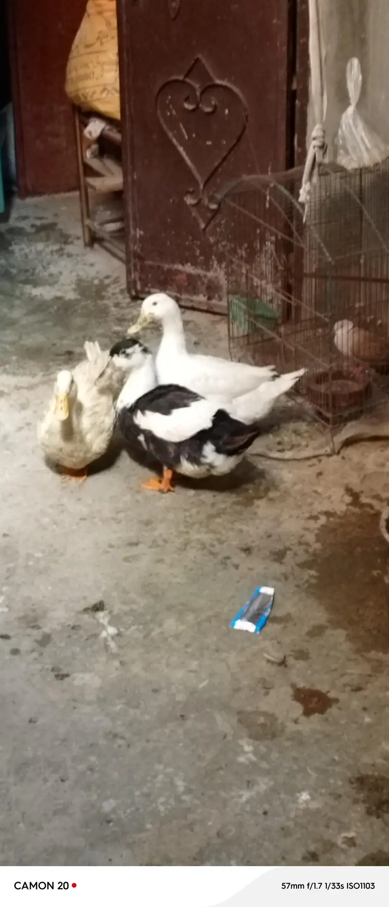 2 female ducks and 1 male duck for sale egg laying — photo 3