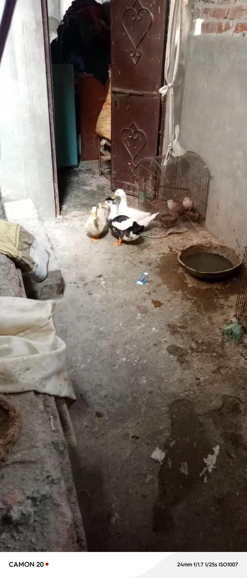 2 female ducks and 1 male duck for sale egg laying — photo 4