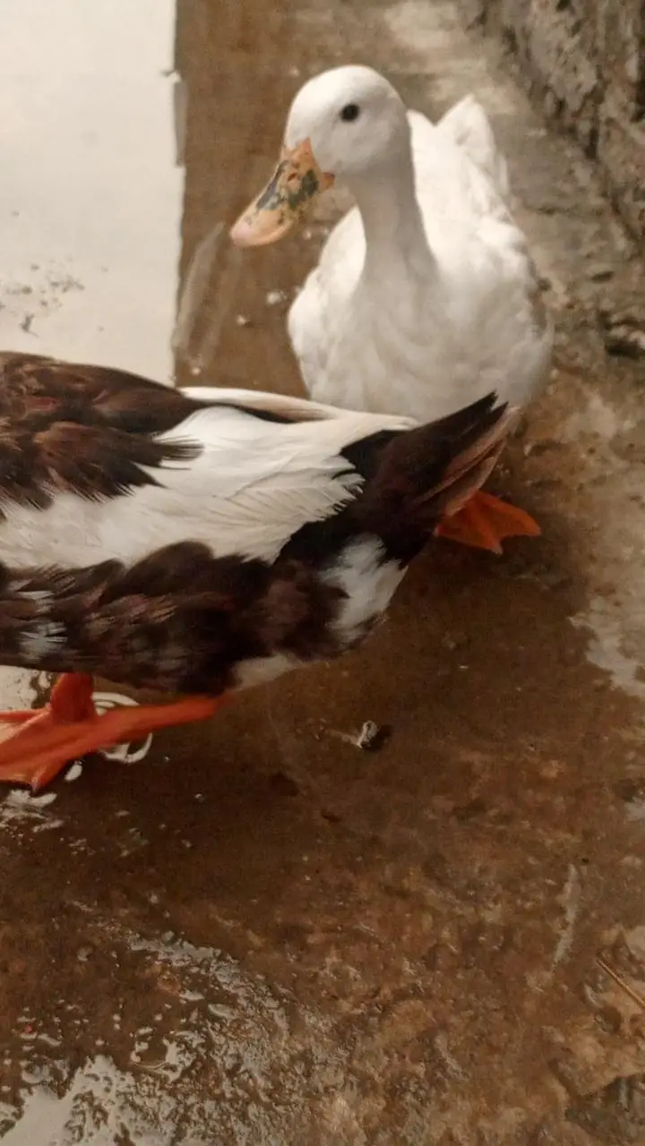 2 female ducks and 1 male duck for sale egg laying — photo 5