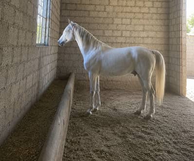 Horse