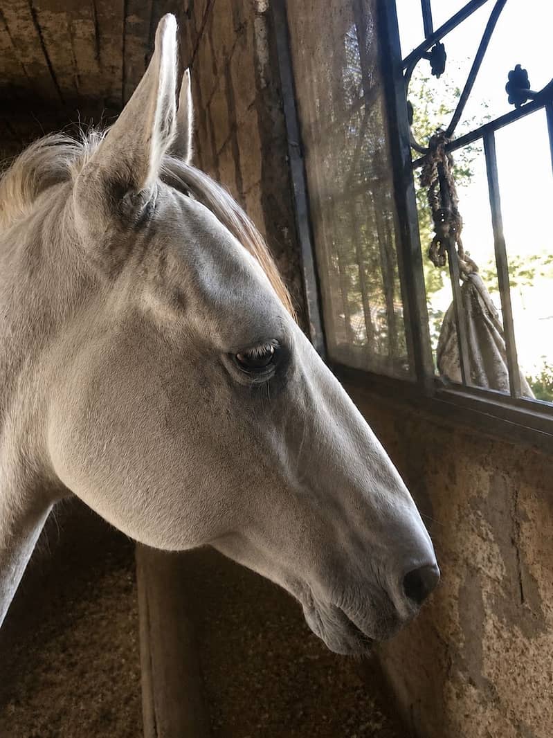 Horse 1
