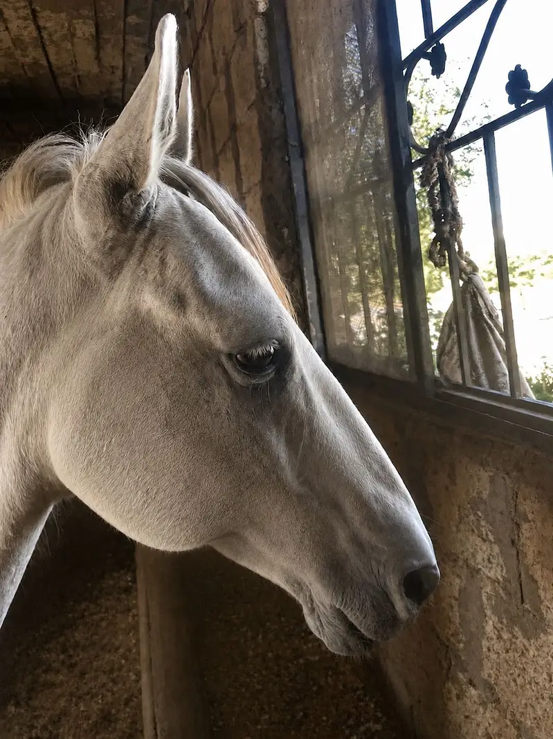 Horse — photo 2