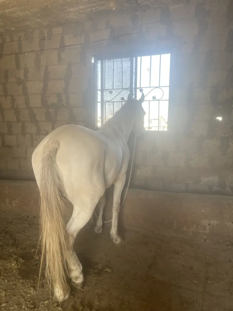 Horse — photo 3