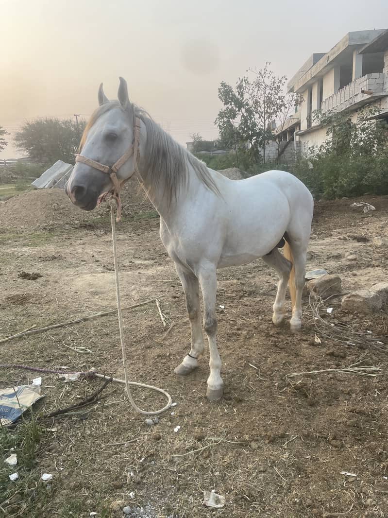 Horse 3