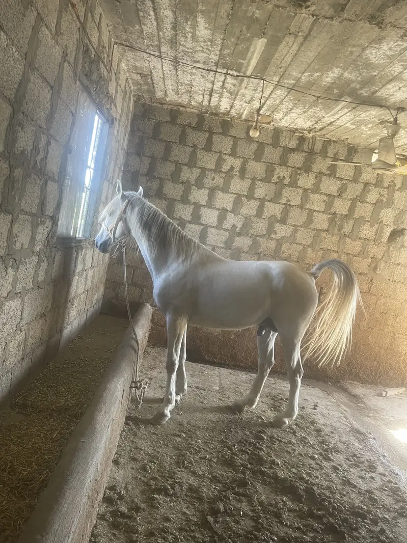 Horse — photo 5