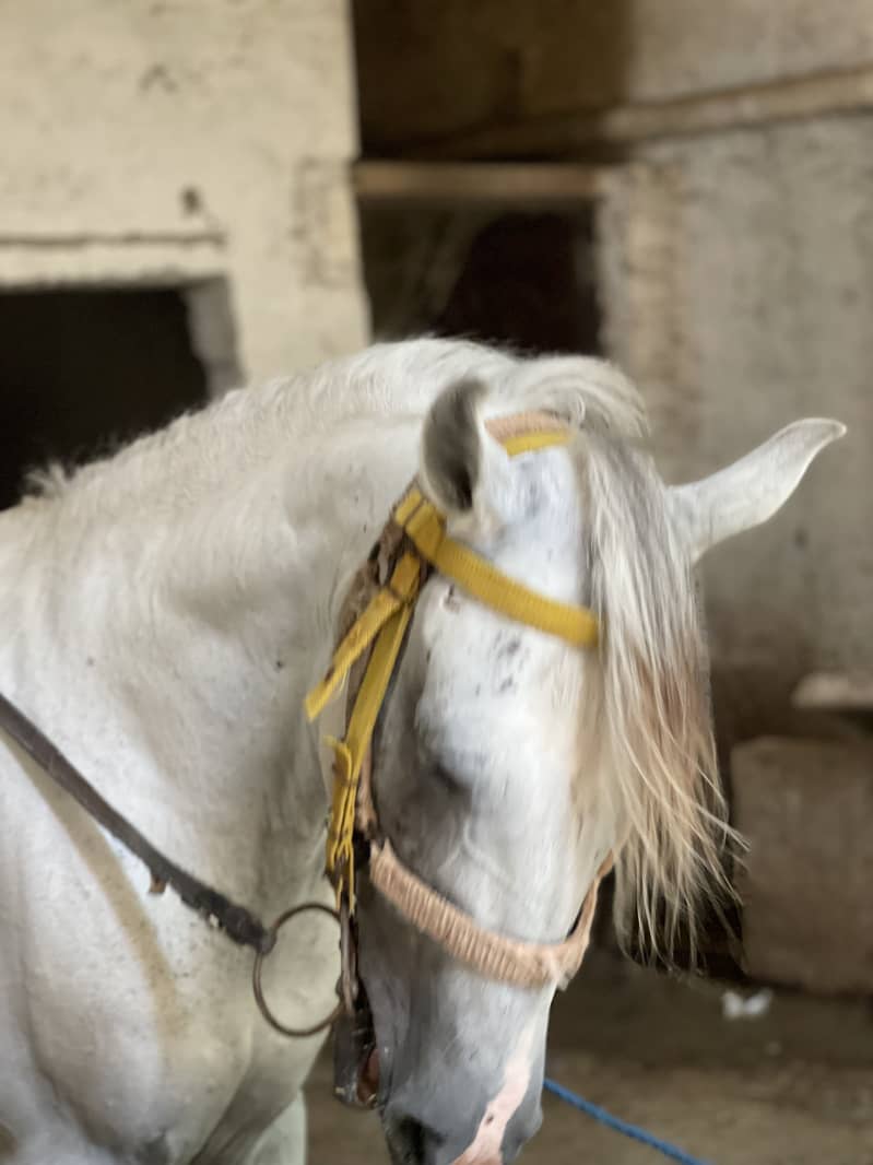 Horse 5
