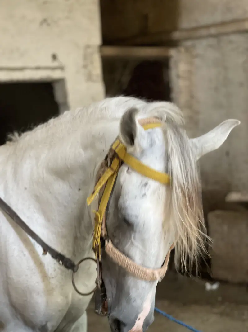 Horse — photo 6