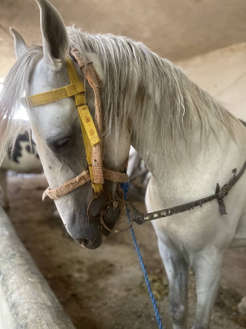 Horse 6