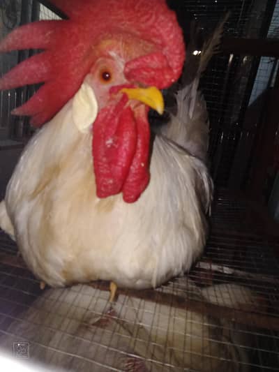 2 Desi hens 4 sale