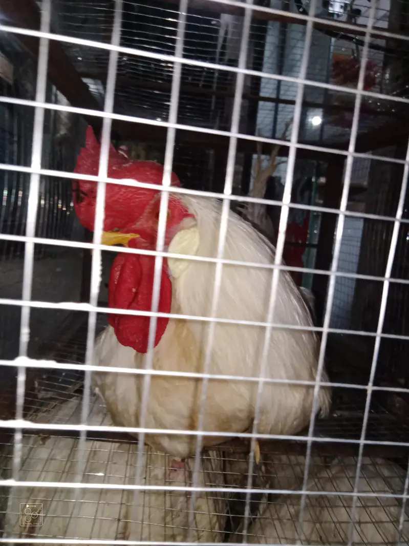 2 Desi hens 4 sale — photo 2