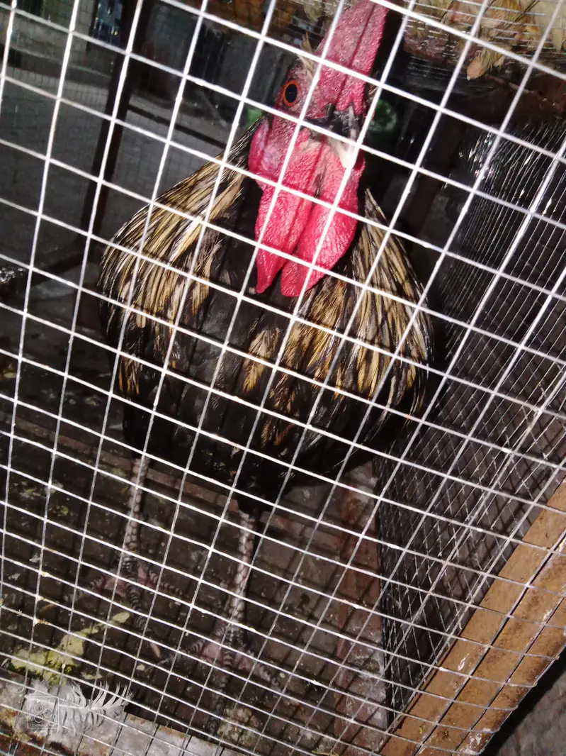 2 Desi hens 4 sale — photo 3